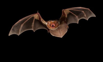 Дорны сармаахай (Vespertilio sinensis Peters)